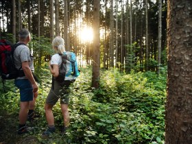 Waldlichtung am Pilgerweg, &copy; Mostviertel