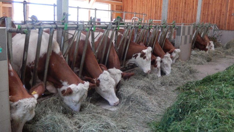 12 Milchk&uuml;he leben im Laufstall, &copy; Poidlbauer