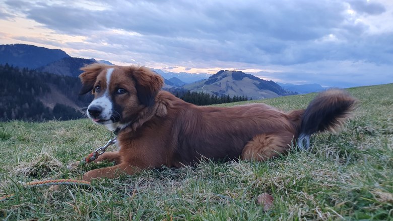 Biobauernhof MItterhirschberg, &copy; Familie Schweighuber