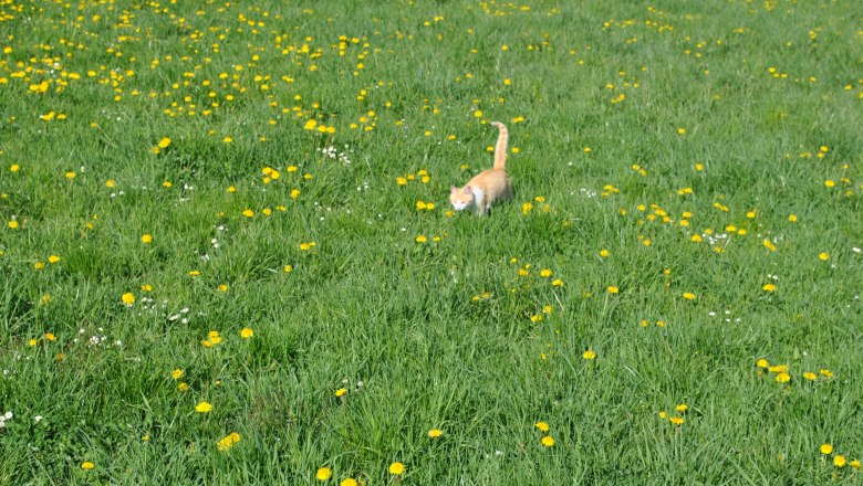 Kater Pauli, © Patrick Leitner