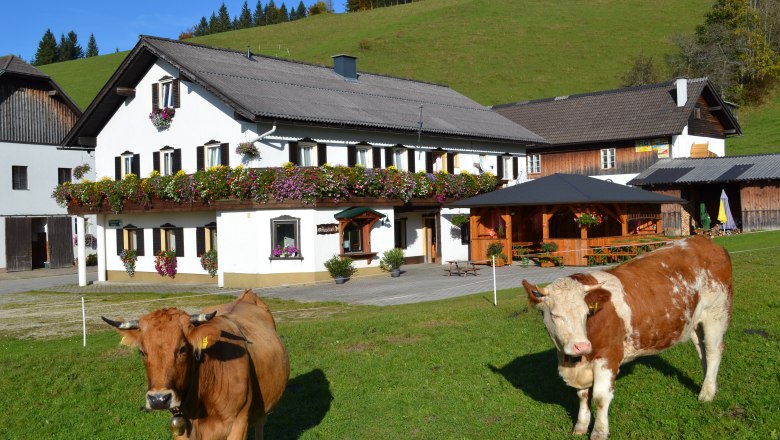 Biohof Moas im Sommer, © zVg Ein traditionelles Bauernhaus mit Blumenschmuck und zwei Kühen auf einer grünen Wiese im Vordergrund.
