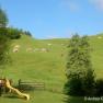 Urlaub am Bauernhof-Oberrehau, &copy; Andrea Kronsteiner