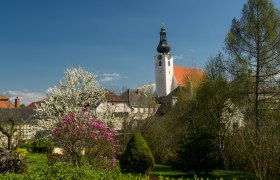 Kirchturm in Purgstall mit blühenden Bäumen im Vordergrund.