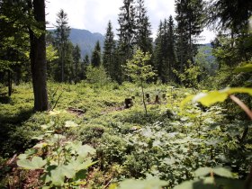 Panoramatour am Hochmoor Leckermoos, &copy; weinfranz.at