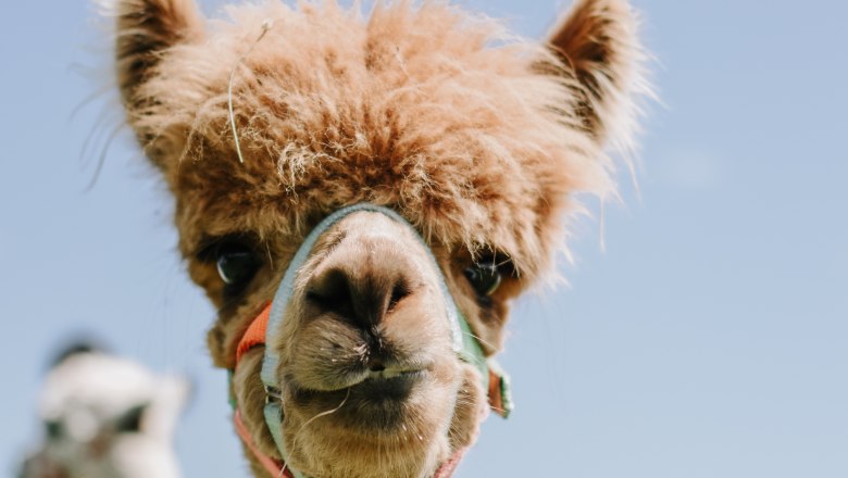 Biobauernhof MItterhirschberg, &copy; Familie Schweighuber