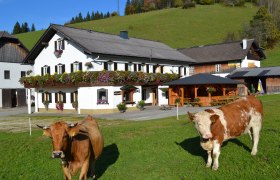 Ein traditionelles Bauernhaus mit Blumenschmuck und zwei K&uuml;hen auf einer gr&uuml;nen Wiese im Vordergrund.