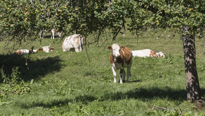 Rehbergweide, © Theo Kust