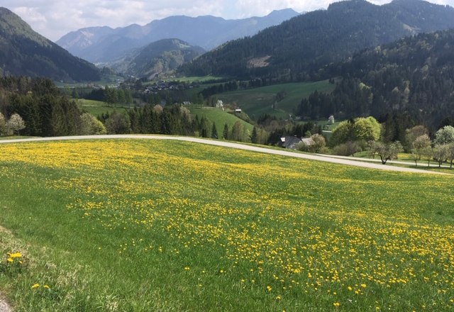 Fr&uuml;hling in G&ouml;stling, &copy; Monika Stock
