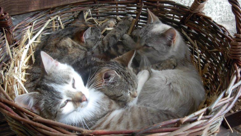 Katzenkinder, &copy; Familie Baumann