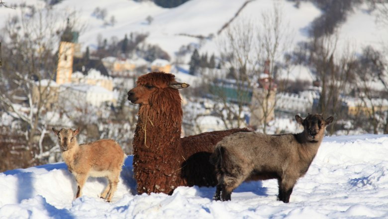 Alpaka und zwei Ziegen im Schnee mit Stadt im Hintergrund.