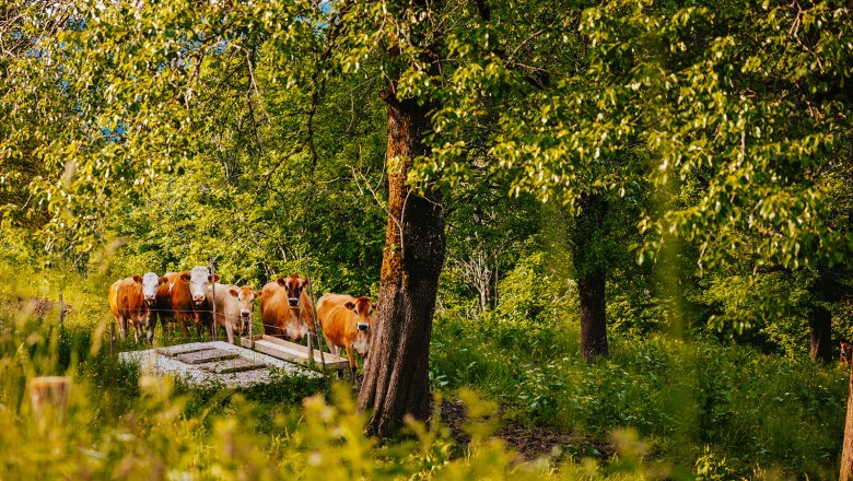 Nestelberg 17, © Sabine Wieser