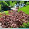 Ein roter Ahornbaum im Vordergrund mit der Ferienwohnung Schindlegger und gr&uuml;ner Landschaft im Hintergrund.