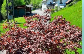 Ein roter Ahornbaum im Vordergrund mit der Ferienwohnung Schindlegger und gr&uuml;ner Landschaft im Hintergrund.
