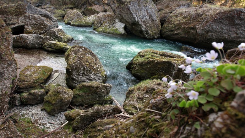Ein klarer Fluss flie&szlig;t durch eine felsige Schlucht mit Moos bedeckten Steinen und bl&uuml;henden Blumen im Vordergrund.