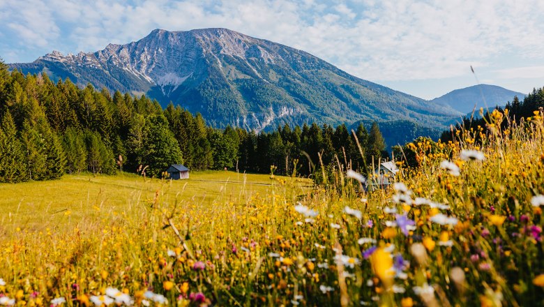 Nestelberg 17, © Sabine Wieser