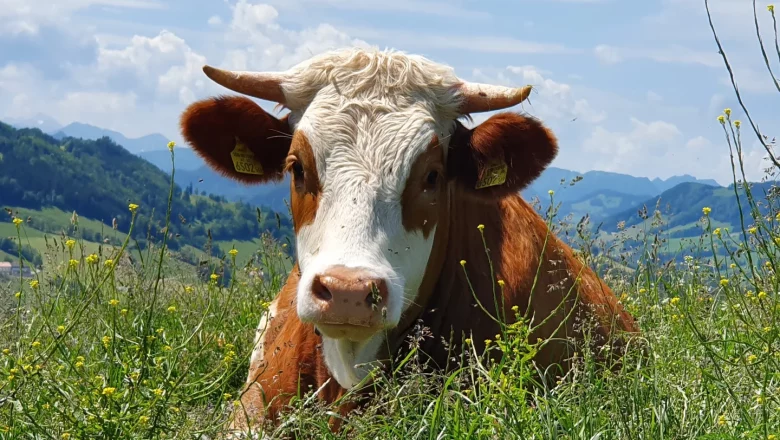 Kuh - Hermine, &copy; Melanie Schweighuber