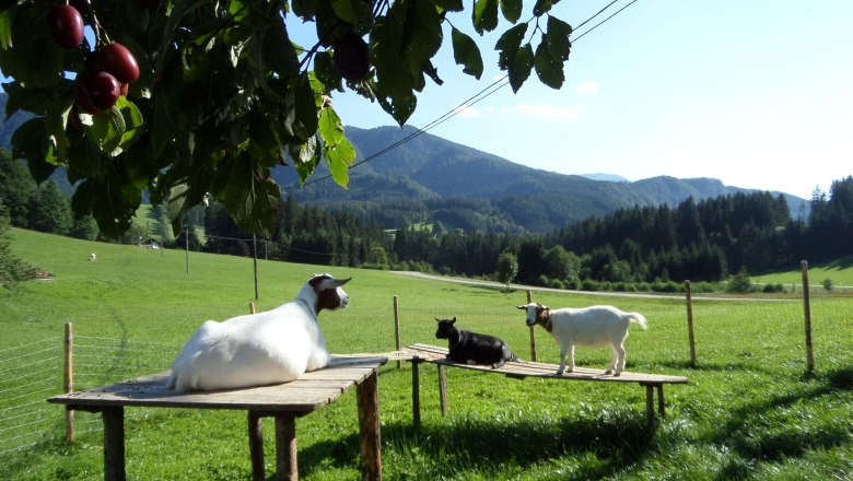 Unsere Ziegen genießen den Sonnenschein., © Ablaß