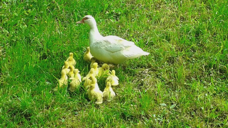 Entenfamilie, &copy; Reisenbichler