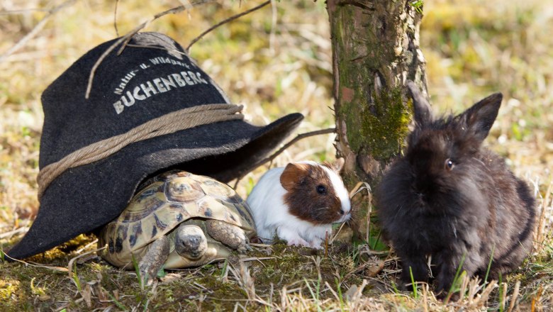 Eine Schildkr&ouml;te, ein Meerschweinchen und ein Kaninchen neben einem Hut mit der Aufschrift 'Buchenberg'.