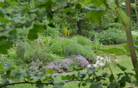 Ein üppiger Kräutergarten mit verschiedenen Pflanzen und Blumen, umgeben von Bäumen und Rasen.