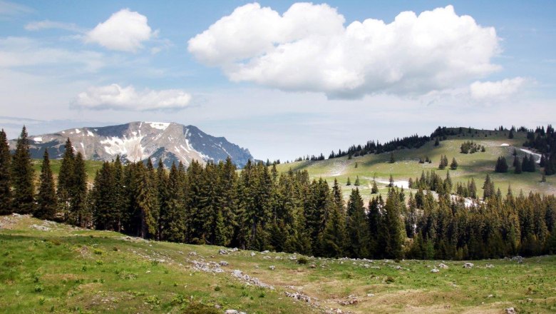 Blick auf den &Ouml;tscher von der Feldwiesalm mit gr&uuml;nen Wiesen, Tannen und schneebedeckten Bergen unter blauem Himmel.